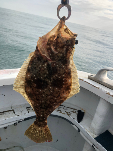 ヒラメの釣果