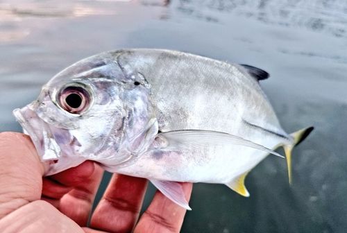 ギンガメアジの釣果
