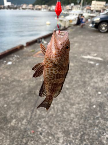 オオモンハタの釣果