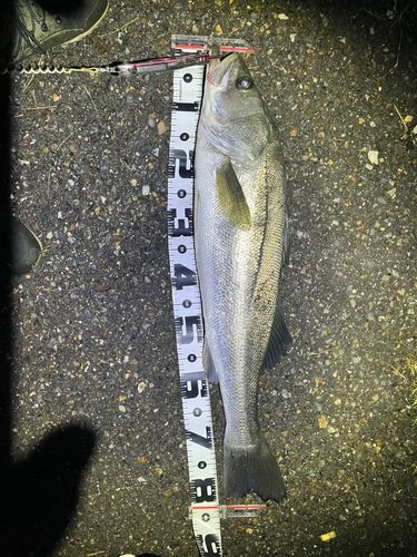 シーバスの釣果