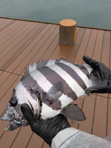 イシダイの釣果