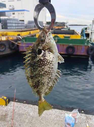 アイゴの釣果
