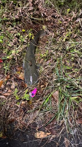 マナマズの釣果