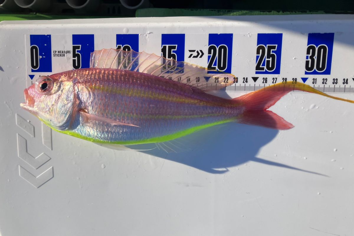 アングラーナーヒャンさんの釣果 2枚目の画像