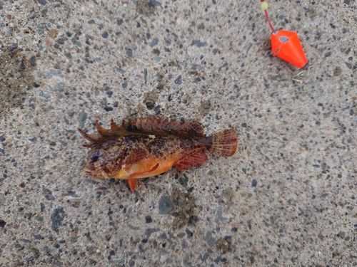 ハオコゼの釣果