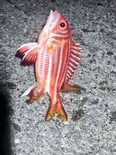 アヤメエビスの釣果