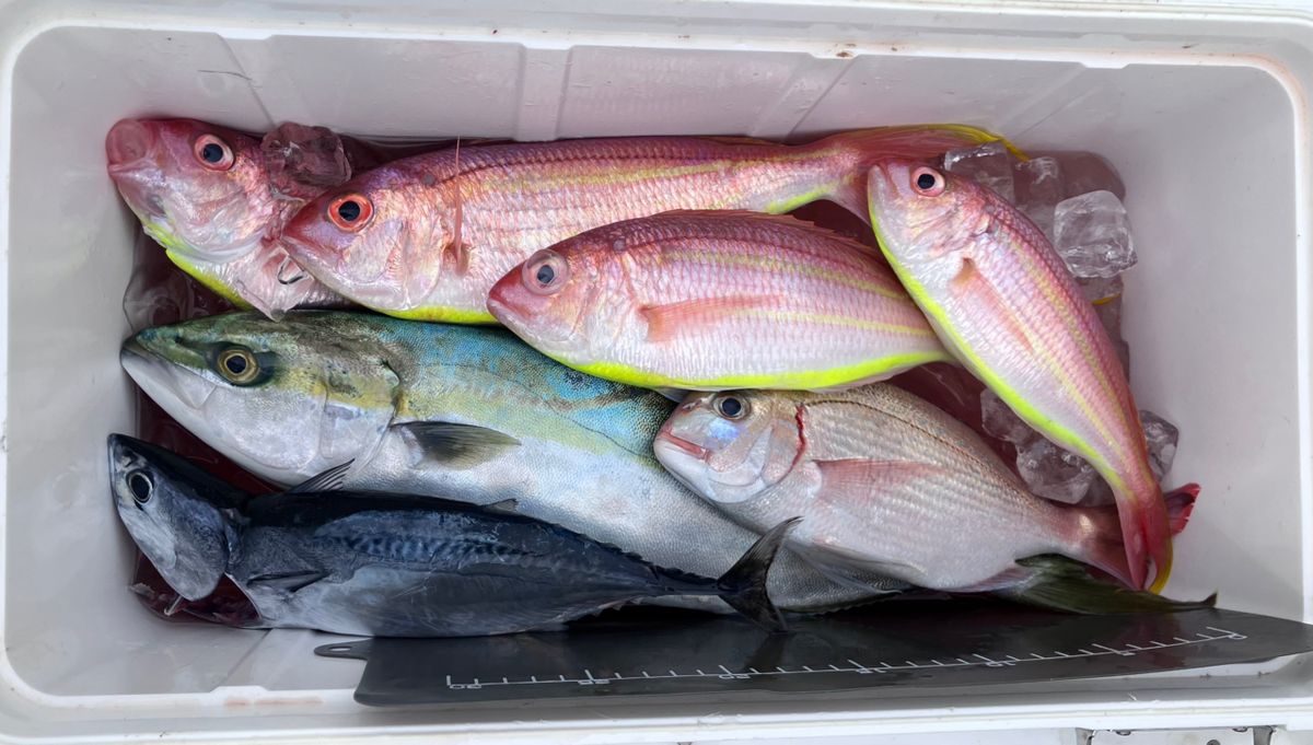 アングラーナーヒャンさんの釣果 2枚目の画像
