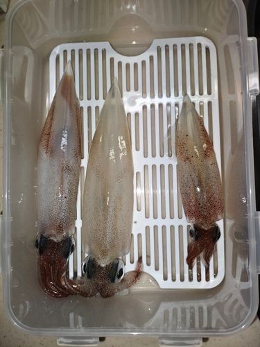 ヤリイカの釣果