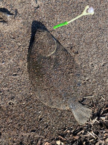 マツカワの釣果