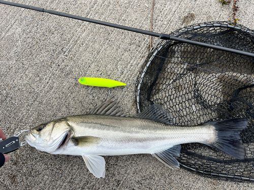 シーバスの釣果