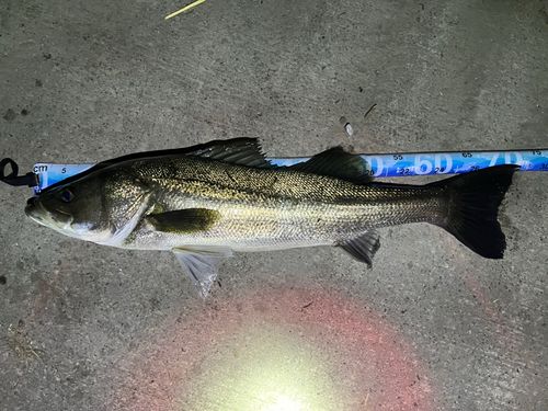 シーバスの釣果