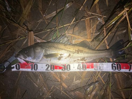 那珂川（茨城〜栃木）