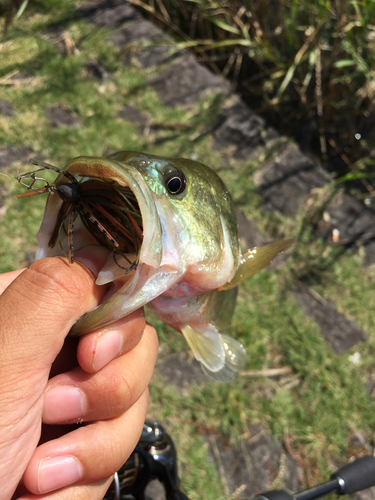 ラージマウスバスの釣果