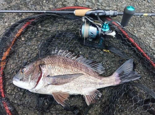 チヌの釣果