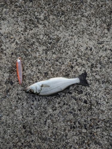 セイゴ（ヒラスズキ）の釣果