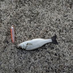 セイゴ（ヒラスズキ）