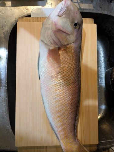 シロアマダイの釣果
