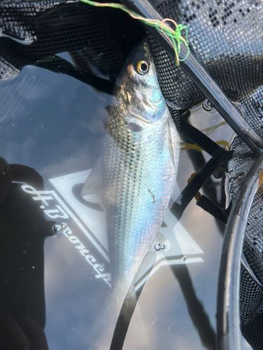 コノシロの釣果