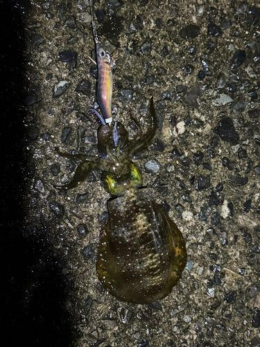 アオリイカの釣果