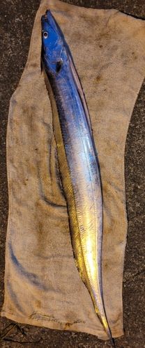 タチウオの釣果