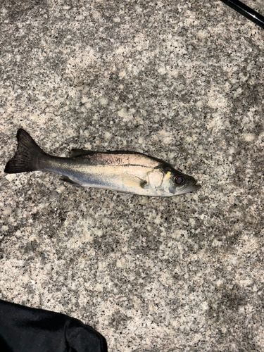 セイゴ（マルスズキ）の釣果