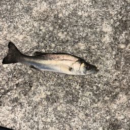 セイゴ（マルスズキ）