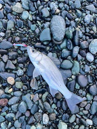 セイゴ（ヒラスズキ）の釣果
