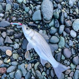 セイゴ（ヒラスズキ）