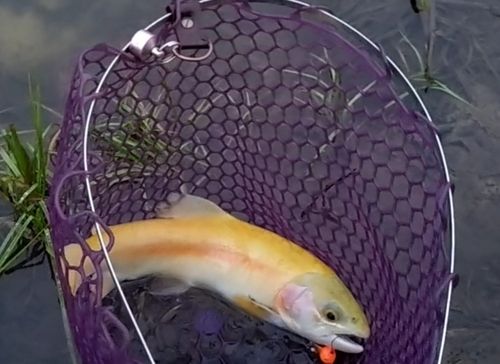 アルビノニジマスの釣果