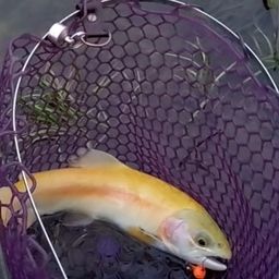 アルビノニジマス