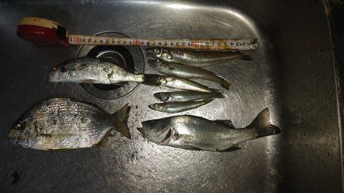 シロギスの釣果