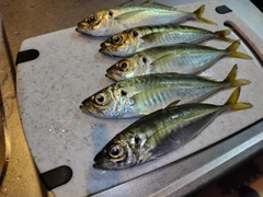 アジの釣果