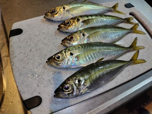アジの釣果