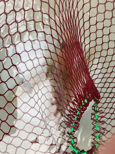 ヤリイカの釣果