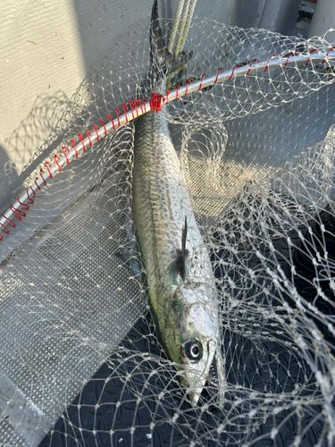 サワラの釣果