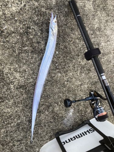 タチウオの釣果