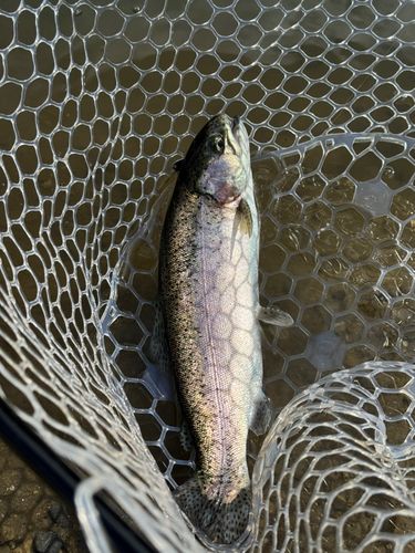 ミッドクリークフィッシングエリア