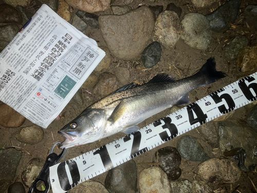 セイゴ（マルスズキ）の釣果