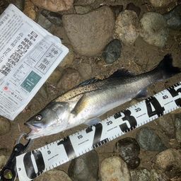 セイゴ（マルスズキ）