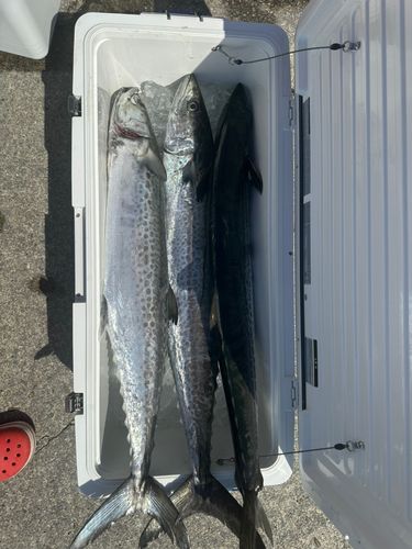 サワラの釣果