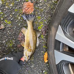 スモールマウスバス