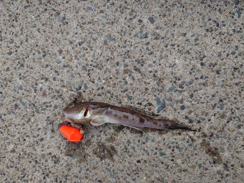 アカハゼの釣果