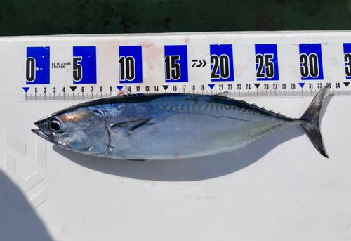 マルソウダの釣果