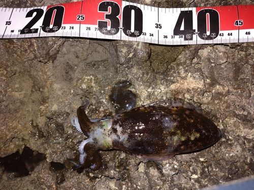 アオリイカの釣果