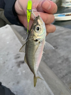マアジの釣果