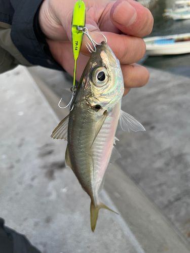 マアジの釣果