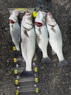 フッコ（ヒラスズキ）の釣果