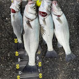 フッコ（ヒラスズキ）