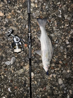 セイゴ（ヒラスズキ）の釣果