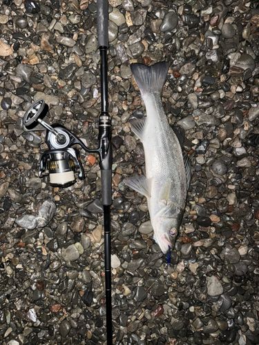 セイゴ（ヒラスズキ）の釣果